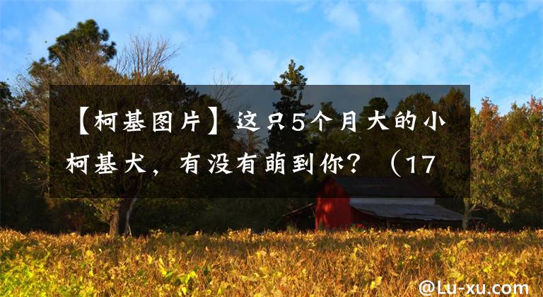 【柯基圖片】這只5個(gè)月大的小柯基犬，有沒有萌到你？（17張）