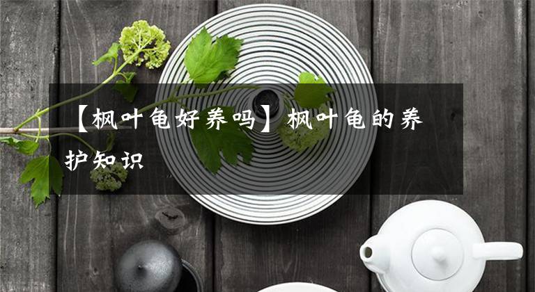 【楓葉龜好養(yǎng)嗎】楓葉龜?shù)酿B(yǎng)護(hù)知識(shí)