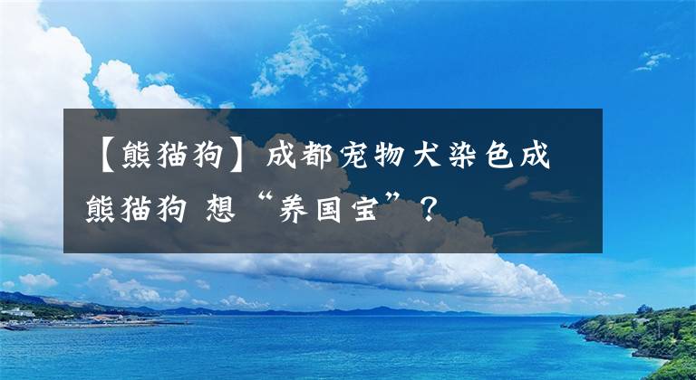 【熊貓狗】成都寵物犬染色成熊貓狗 想“養(yǎng)國(guó)寶”？