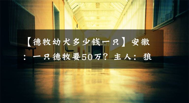 【德牧幼犬多少錢一只】安徽：一只德牧要50萬？主人：狼王辛巴的女兒，網(wǎng)友：炒，接著炒