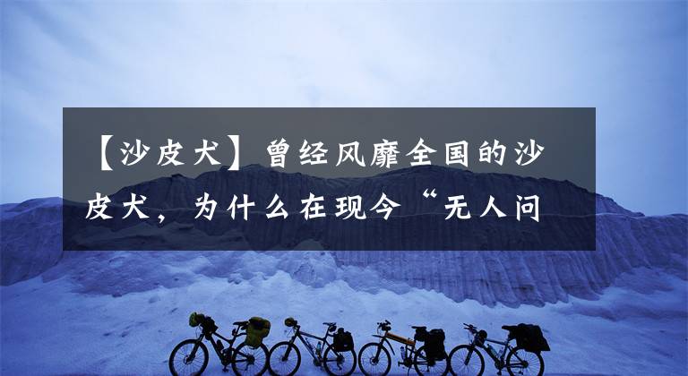 【沙皮犬】曾經(jīng)風(fēng)靡全國(guó)的沙皮犬，為什么在現(xiàn)今“無人問津”