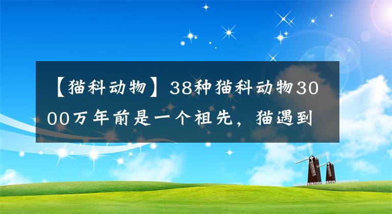 【貓科動物】38種貓科動物3000萬年前是一個祖先，貓遇到獅子老虎會被吃掉嗎？