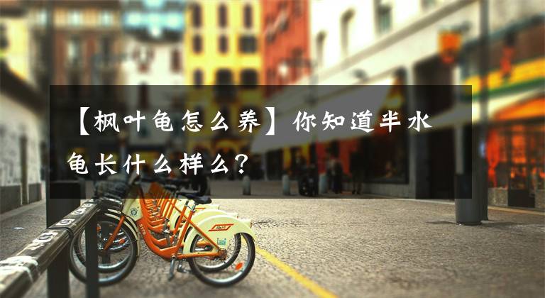 【楓葉龜怎么養(yǎng)】你知道半水龜長什么樣么？