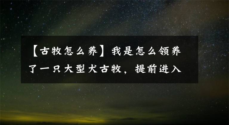 【古牧怎么養(yǎng)】我是怎么領(lǐng)養(yǎng)了一只大型犬古牧，提前進(jìn)入了貓狗雙全的人生