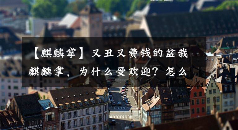 【麒麟掌】又丑又費(fèi)錢的盆栽麒麟掌，為什么受歡迎？怎么樣省心省事些？