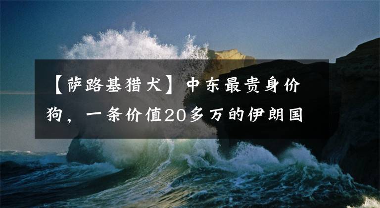 【薩路基獵犬】中東最貴身價(jià)狗，一條價(jià)值20多萬的伊朗國寶薩路基犬太美