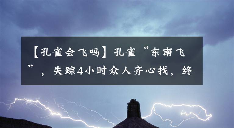 【孔雀會飛嗎】孔雀“東南飛”，失蹤4小時眾人齊心找，終于“雀”歸巢