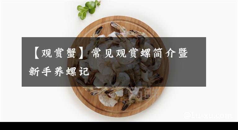 【觀賞蟹】常見觀賞螺簡(jiǎn)介暨新手養(yǎng)螺記