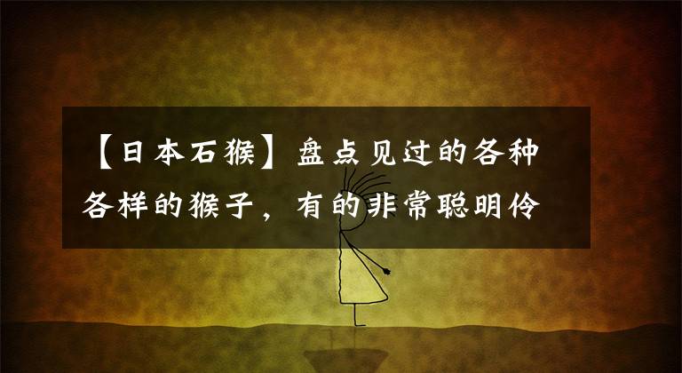 【日本石猴】盤點(diǎn)見(jiàn)過(guò)的各種各樣的猴子，有的非常聰明伶俐，惹人喜歡