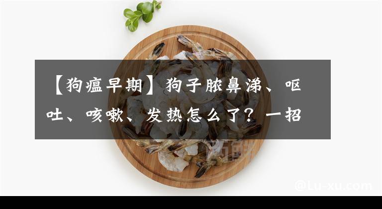 【狗瘟早期】狗子膿鼻涕、嘔吐、咳嗽、發(fā)熱怎么了？一招教你如何檢測犬瘟熱