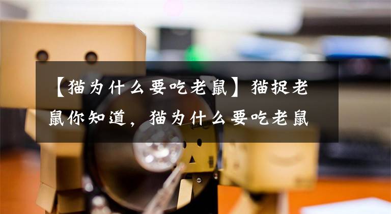 【貓為什么要吃老鼠】貓捉老鼠你知道，貓為什么要吃老鼠你知道嗎？