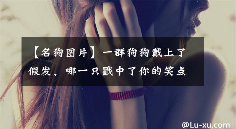 【名狗圖片】一群狗狗戴上了假發(fā)，哪一只戳中了你的笑點(diǎn)