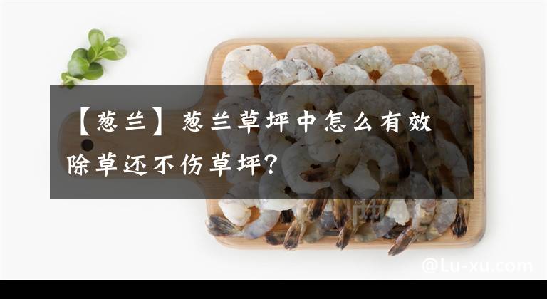 【蔥蘭】蔥蘭草坪中怎么有效除草還不傷草坪？