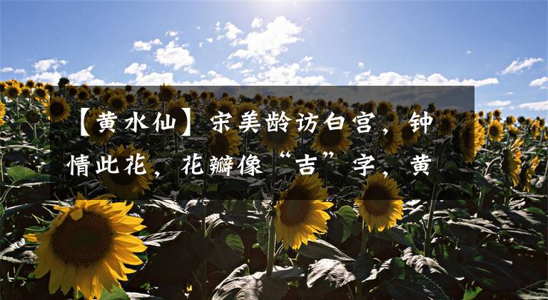 【黃水仙】宋美齡訪白宮，鐘情此花，花瓣像“吉”字，黃花盆栽植物值得擁有