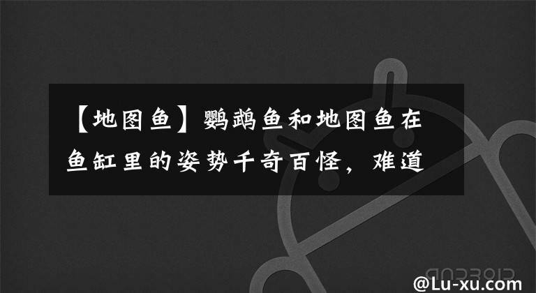 【地圖魚】鸚鵡魚和地圖魚在魚缸里的姿勢千奇百怪，難道都是失漂啦？