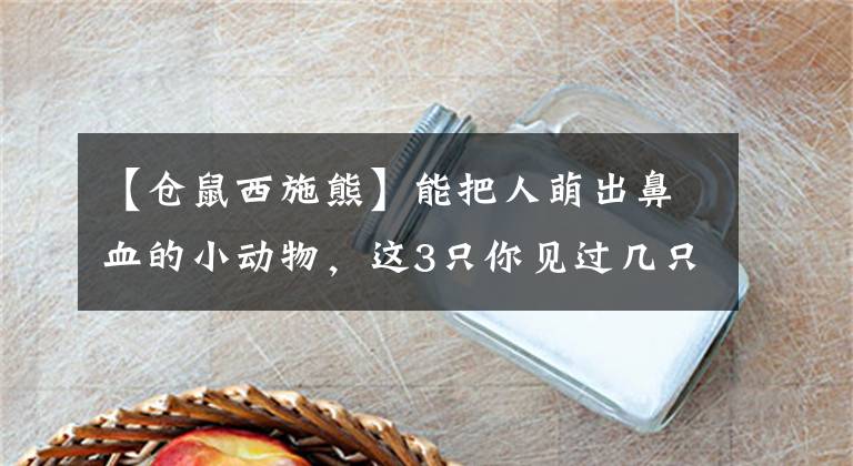 【倉(cāng)鼠西施熊】能把人萌出鼻血的小動(dòng)物，這3只你見過(guò)幾只？