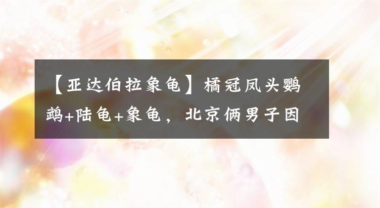 【亞達伯拉象龜】橘冠鳳頭鸚鵡+陸龜+象龜，北京倆男子因非法養(yǎng)殖買賣珍惜動物被刑拘