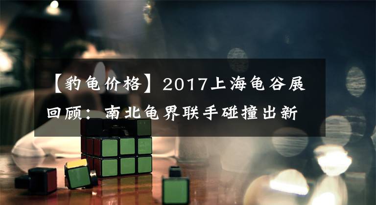 【豹龜價格】2017上海龜谷展回顧：南北龜界聯(lián)手碰撞出新火花！