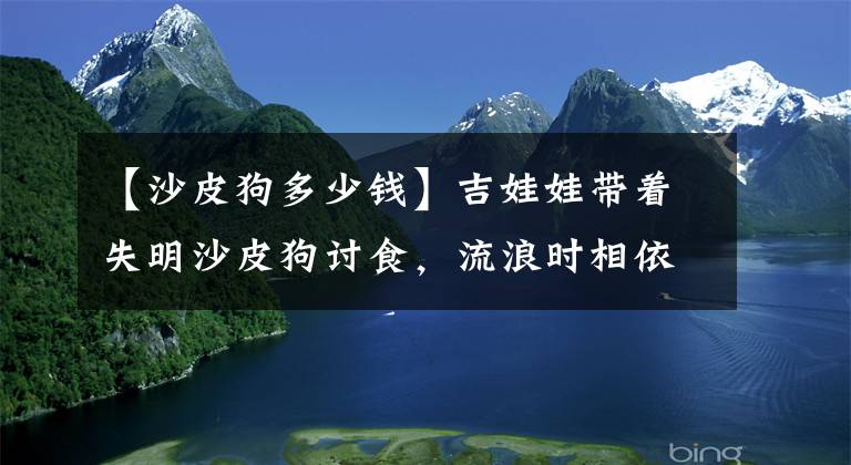 【沙皮狗多少錢】吉娃娃帶著失明沙皮狗討食，流浪時相依相伴，即使被收養(yǎng)也不分開