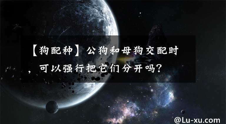 【狗配種】公狗和母狗交配時，可以強行把它們分開嗎？