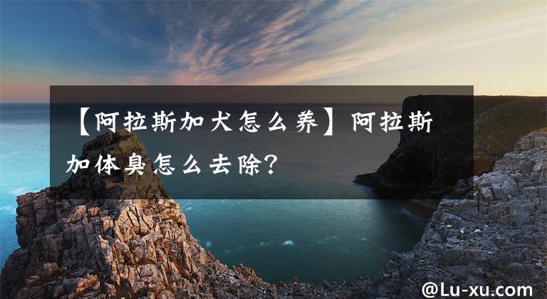 【阿拉斯加犬怎么養(yǎng)】阿拉斯加體臭怎么去除？