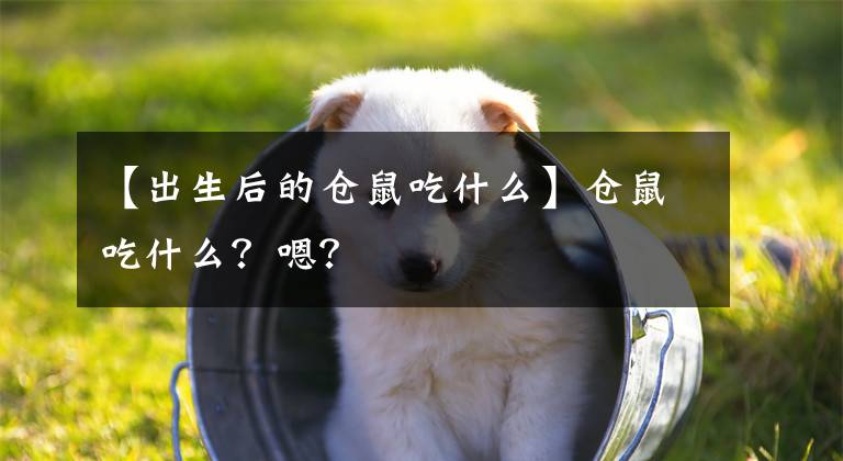 【出生后的倉鼠吃什么】倉鼠吃什么？嗯？