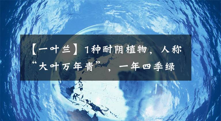 【一葉蘭】1種耐陰植物，人稱“大葉萬年青”，一年四季綠油油，好養(yǎng)好看