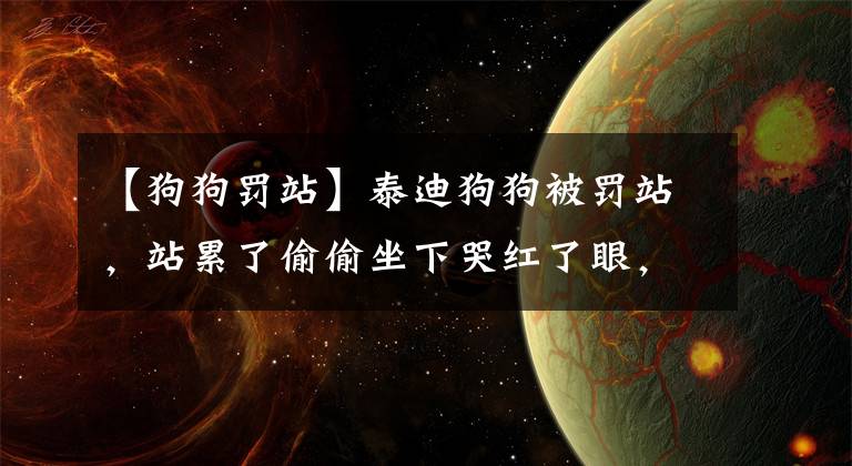 【狗狗罰站】泰迪狗狗被罰站，站累了偷偷坐下哭紅了眼，任誰(shuí)看了都心疼