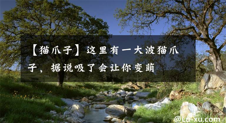 【貓爪子】這里有一大波貓爪子，據(jù)說吸了會(huì)讓你變萌