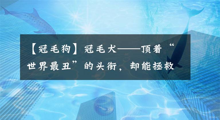 【冠毛狗】冠毛犬——頂著“世界最丑”的頭銜，卻能拯救整個歐洲？