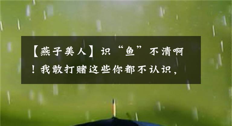 【燕子美人】識(shí)“魚(yú)”不清??！我敢打賭這些你都不認(rèn)識(shí)，頂多是個(gè)榮耀黃金