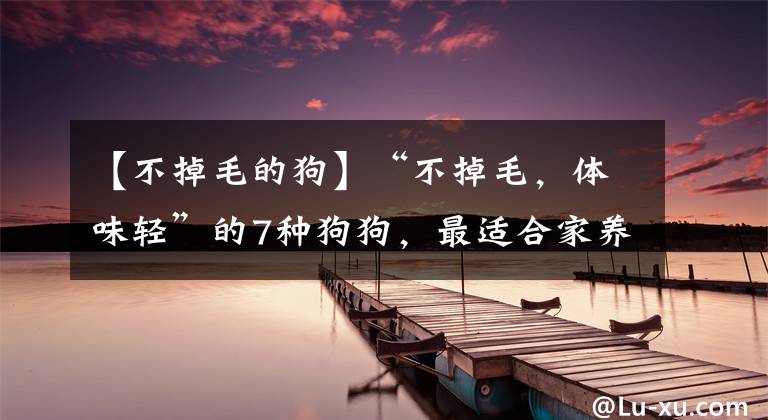 【不掉毛的狗】“不掉毛，體味輕”的7種狗狗，最適合家養(yǎng)