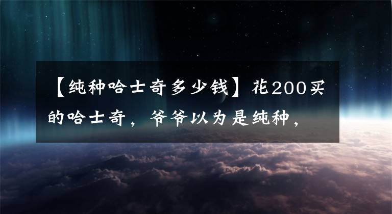 【純種哈士奇多少錢】花200買的哈士奇，爺爺以為是純種，孫子看后：這是啥，哈士基？