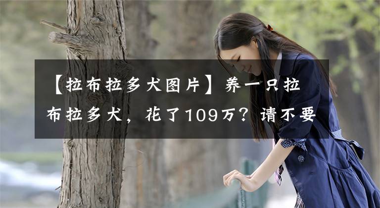 【拉布拉多犬圖片】養(yǎng)一只拉布拉多犬，花了109萬？請(qǐng)不要懷疑人生，這是真的