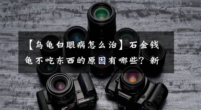 【烏龜白眼病怎么治】石金錢龜不吃東西的原因有哪些？新手朋友要注意的幾個(gè)點(diǎn)