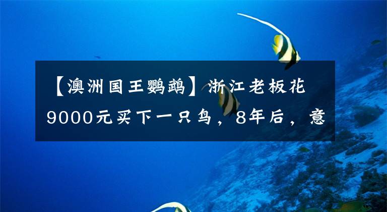 【澳洲國(guó)王鸚鵡】浙江老板花9000元買(mǎi)下一只鳥(niǎo)，8年后，意想不到的事出現(xiàn)了