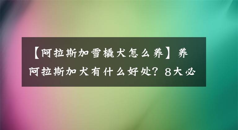 【阿拉斯加雪橇犬怎么養(yǎng)】養(yǎng)阿拉斯加犬有什么好處？8大必知好處，網(wǎng)友：養(yǎng)上癮了