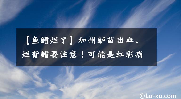 【魚鰭爛了】加州鱸苗出血、爛背鰭要注意！可能是虹彩病毒病