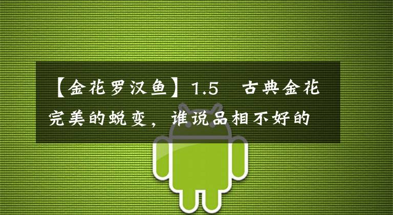 【金花羅漢魚】1.5㎝古典金花完美的蛻變，誰說品相不好的苗子不能起頭？