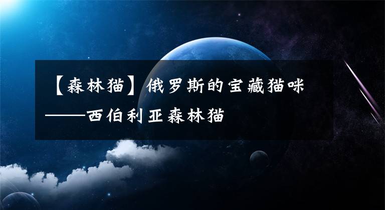 【森林貓】俄羅斯的寶藏貓咪——西伯利亞森林貓