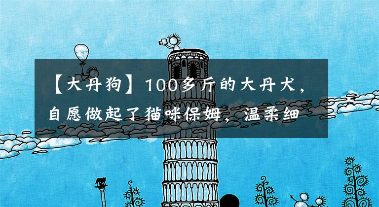 【大丹狗】100多斤的大丹犬，自愿做起了貓咪保姆，溫柔細(xì)心安全感爆棚