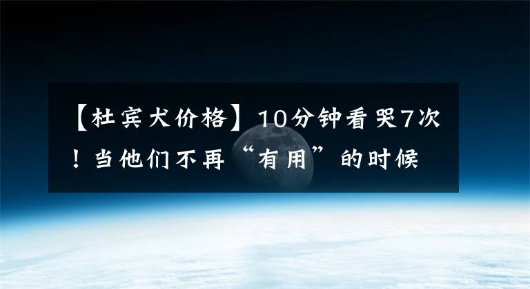 【杜賓犬價格】10分鐘看哭7次！當他們不再“有用”的時候，卻也無法正常生活