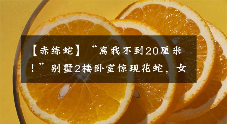 【赤練蛇】“離我不到20厘米！”別墅2樓臥室驚現(xiàn)花蛇，女主人嚇得直呼救