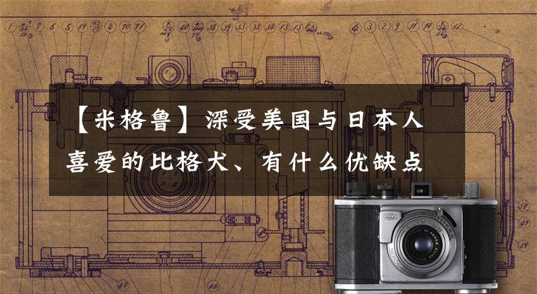 【米格魯】深受美國(guó)與日本人喜愛的比格犬、有什么優(yōu)缺點(diǎn)及常見疾病的治療等