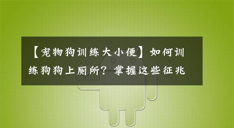 【寵物狗訓練大小便】如何訓練狗狗上廁所？掌握這些征兆&時間點就能成功