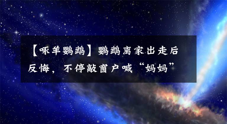 【啄羊鸚鵡】鸚鵡離家出走后反悔，不停敲窗戶喊“媽媽”求主人開窗！評論亮了