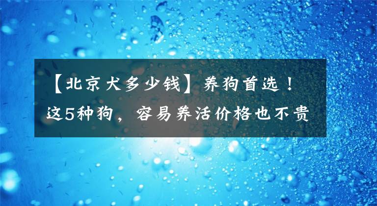 【北京犬多少錢】養(yǎng)狗首選！這5種狗，容易養(yǎng)活價格也不貴