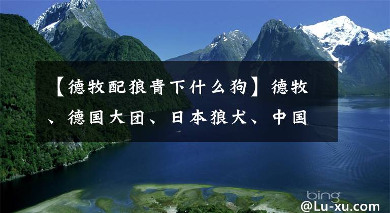 【德牧配狼青下什么狗】德牧、德國大團、日本狼犬、中國田園交配：蘇聯(lián)紅犬，果然霸氣