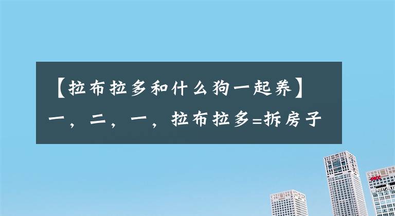 【拉布拉多和什么狗一起養(yǎng)】一，二，一，拉布拉多=拆房子？