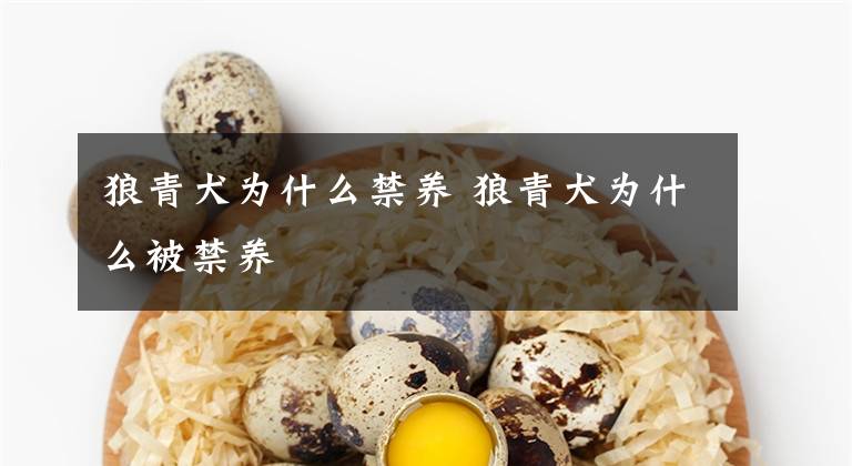 狼青犬為什么禁養(yǎng) 狼青犬為什么被禁養(yǎng)